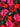 Realistic Roses, 1 yd cotton fabric red pink on black, JoAnns, washed,ironed - 2