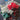 Misc Pom Pom Bundle - Red, White, Brown, Green